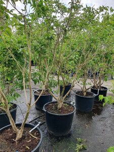 Heptacodium miconioides 200-250 cm container multi-stem - image 11