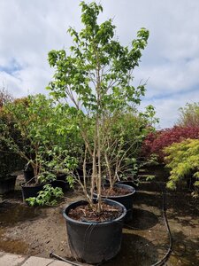 Heptacodium miconioides 250-300 cm container meerstammig