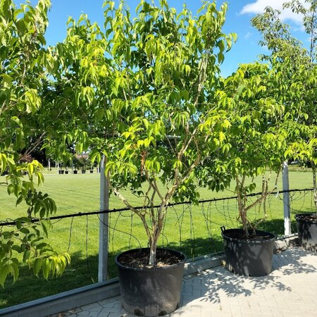 Heptacodium miconioides 250-300 cm container meerstammig - afbeelding 4