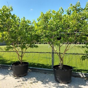 Heptacodium miconioides 250-300 cm container meerstammig - afbeelding 7