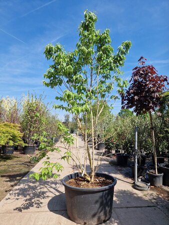 Heptacodium miconioides 250-300 cm container meerstammig - afbeelding 8
