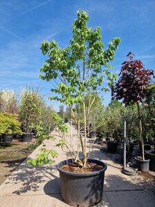 Heptacodium miconioides 250-300 cm container meerstammig - afbeelding 8