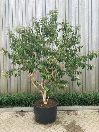 Heptacodium miconioides 250-300 cm container multi-stem - image 3