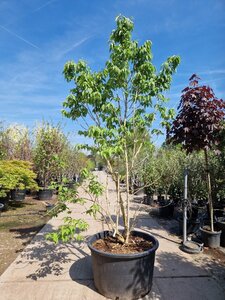 Heptacodium miconioides 250-300 cm container multi-stem - image 9