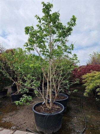 Heptacodium miconioides 250-300 cm container multi-stem - image 6