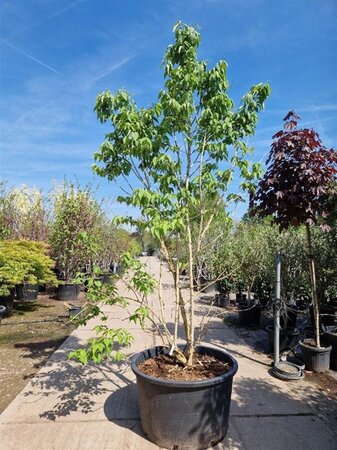 Heptacodium miconioides 250-300 cm container multi-stem - image 5