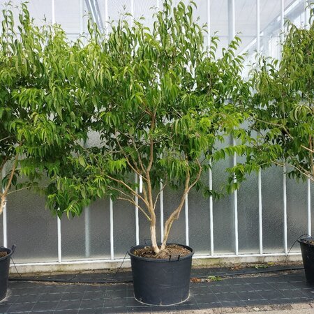 Heptacodium miconioides 250-300 cm container multi-stem - image 10