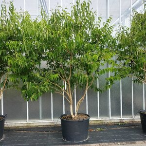 Heptacodium miconioides 250-300 cm container multi-stem - image 10