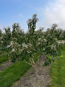 Heptacodium miconioides 300-350 cm draadkluit meerstammig - afbeelding 10