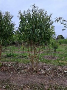 Heptacodium miconioides 300-350 cm draadkluit meerstammig - afbeelding 6