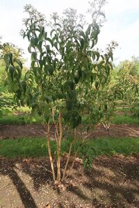 Heptacodium miconioides 300-350 cm draadkluit meerstammig