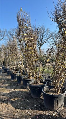 Heptacodium miconioides 300-350 cm draadkluit meerstammig - afbeelding 2