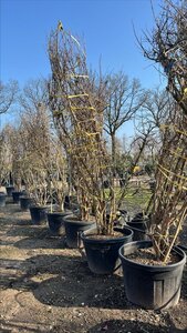 Heptacodium miconioides 300-350 cm draadkluit meerstammig - afbeelding 2