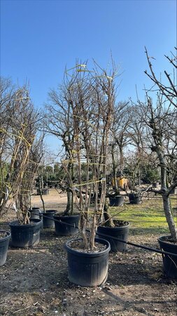 Heptacodium miconioides 300-350 cm draadkluit meerstammig - afbeelding 13