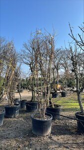 Heptacodium miconioides 300-350 cm draadkluit meerstammig - afbeelding 13