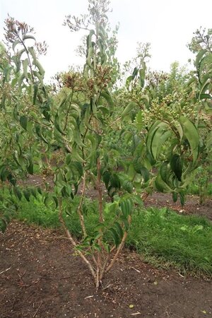 Heptacodium miconioides 300-350 cm draadkluit meerstammig - afbeelding 8