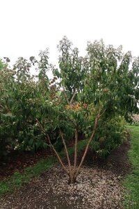 Heptacodium miconioides 300-350 cm draadkluit meerstammig - afbeelding 7