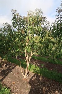 Heptacodium miconioides 300-350 cm draadkluit meerstammig - afbeelding 6