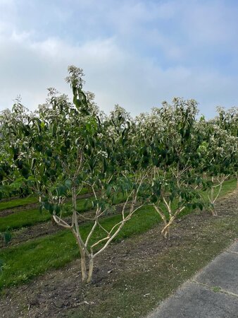 Heptacodium miconioides 300-350 cm WRB multi-stem - image 3