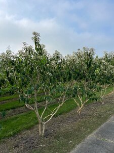 Heptacodium miconioides 300-350 cm WRB multi-stem - image 3