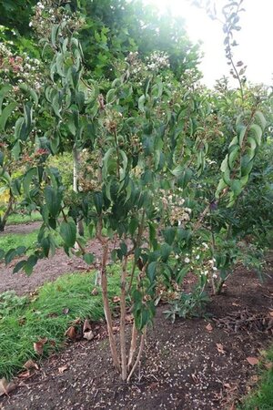 Heptacodium miconioides 300-350 cm WRB multi-stem - image 9