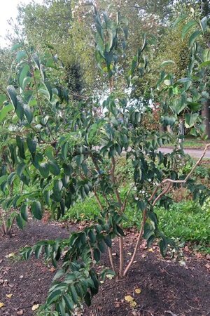 Heptacodium miconioides 300-350 cm WRB multi-stem - image 5