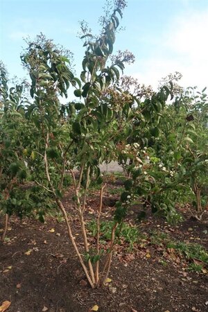 Heptacodium miconioides 300-350 cm WRB multi-stem - image 4