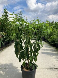 Heptacodium miconioides 80-100 cm cont. 15L