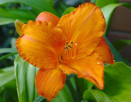 Hemerocallis 'Mauna Loa' geen maat specificatie 0,55L/P9cm - afbeelding 1