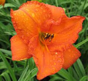 Hemerocallis 'Mauna Loa' geen maat specificatie 0,55L/P9cm - afbeelding 2