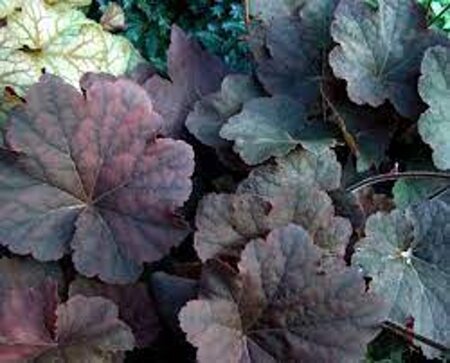 Heuchera 'Mocha' geen maat specificatie 0,55L/P9cm - afbeelding 1