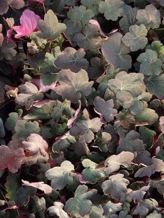 Heuchera 'Mocha' geen maat specificatie 0,55L/P9cm - afbeelding 2