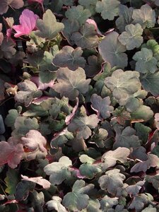 Heuchera 'Mocha' geen maat specificatie 0,55L/P9cm - afbeelding 2