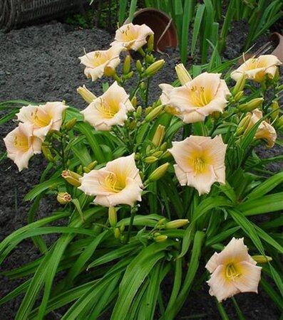 Hemerocallis 'Mini Pearl' geen maat specificatie 0,55L/P9cm - afbeelding 1