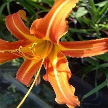 Hemerocallis 'Margaret Perry' geen maat specificatie 0,55L/P9cm - afbeelding 2