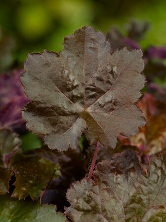 Heuchera m. 'Palace Purple' geen maat specificatie 0,55L/P9cm - afbeelding 4