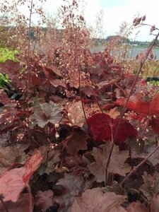 Heuchera m. 'Palace Purple' geen maat specificatie 0,55L/P9cm - afbeelding 18