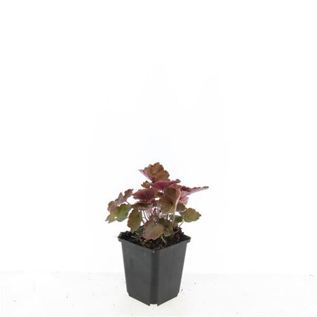 Heuchera m. 'Palace Purple' geen maat specificatie 0,55L/P9cm - afbeelding 3