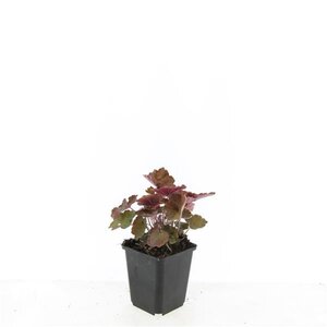 Heuchera m. 'Palace Purple' geen maat specificatie 0,55L/P9cm - afbeelding 3