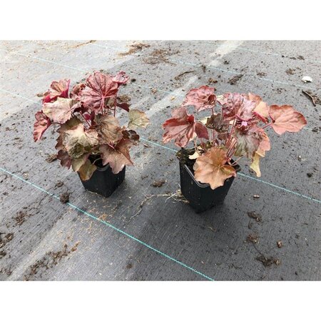 Heuchera m. 'Palace Purple' geen maat specificatie 0,55L/P9cm - afbeelding 10
