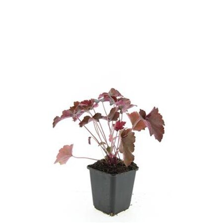 Heuchera m. 'Palace Purple' geen maat specificatie 0,55L/P9cm - afbeelding 4