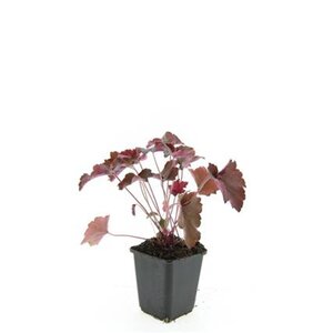 Heuchera m. 'Palace Purple' geen maat specificatie 0,55L/P9cm - afbeelding 4