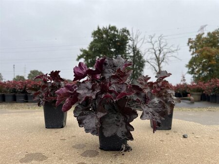 Heuchera m. 'Palace Purple' geen maat specificatie 0,55L/P9cm - afbeelding 17