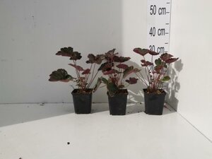 Heuchera m. 'Palace Purple' geen maat specificatie 0,55L/P9cm - afbeelding 5