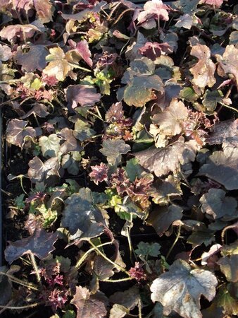 Heuchera m. 'Palace Purple' geen maat specificatie 0,55L/P9cm - afbeelding 3