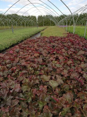 Heuchera m. 'Palace Purple' geen maat specificatie 0,55L/P9cm - afbeelding 4