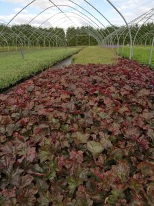 Heuchera m. 'Palace Purple' geen maat specificatie 0,55L/P9cm - afbeelding 4
