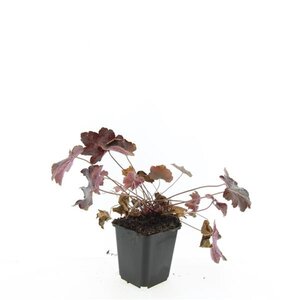 Heuchera m. 'Palace Purple' geen maat specificatie 0,55L/P9cm - afbeelding 5