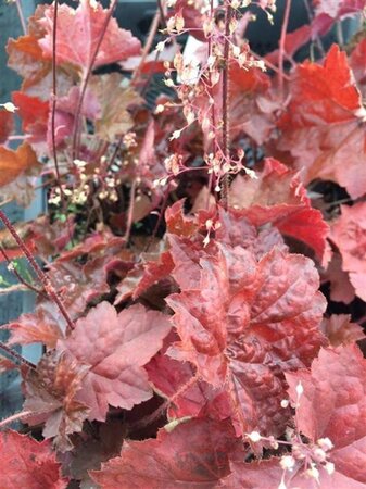 Heuchera m. 'Palace Purple' geen maat specificatie 0,55L/P9cm - afbeelding 19
