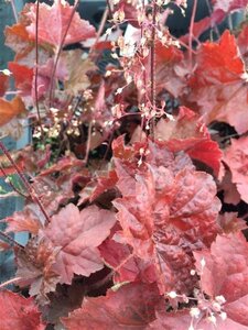 Heuchera m. 'Palace Purple' geen maat specificatie 0,55L/P9cm - afbeelding 19